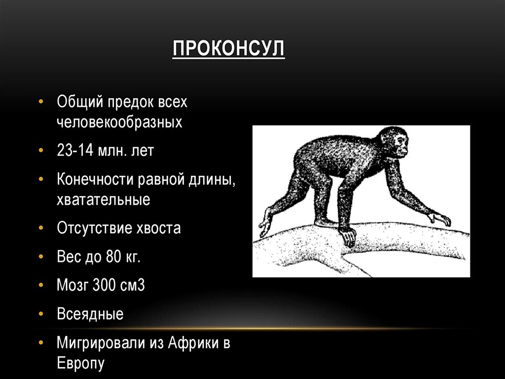 Предок пол. Проконсул предок человека. Проконсул Антропогенез. Проконсул Эволюция. Проконсул образ жизни.